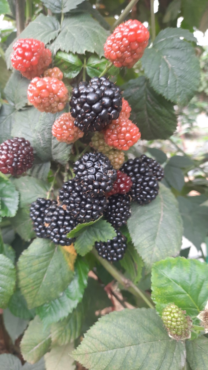 Product Info Image 6